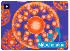 Scientific diagram of mitochondria in a cell showing how to increase metabolism and burn fat.