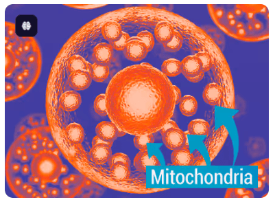 Scientific diagram of mitochondria in a cell showing how to increase metabolism and burn fat.