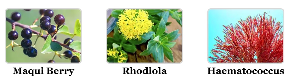 Natural botanical ingredients in Mitolyn Supplement featuring Maqui Berry, Rhodiola, and Haematococcus for mitochondria support.