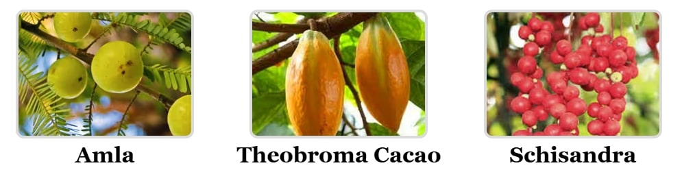 Natural power ingredients of Mitolyn Supplement featuring Amla, Theobroma Cacao, and Schisandra for cellular energy.