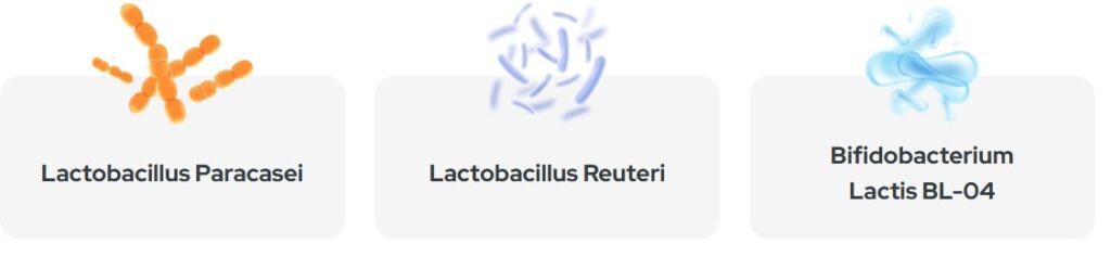 Synaptigen Review Gut Health Benefits: Visual representation of probiotic strains Lactobacillus Paracasei and Bifidobacterium Lactis BL-04 for improved mental focus and reduced brain fog.