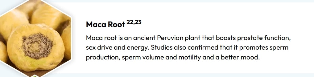Maca root used in natural supplements for prostate health, supporting prostate function, energy, sex drive, and sperm production.