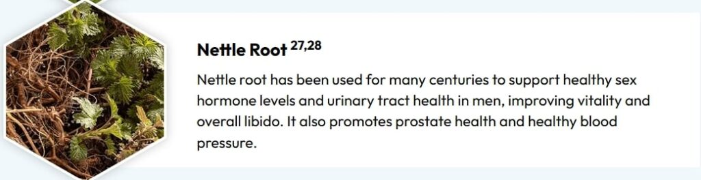 Nettle Root used in natural supplements for prostate health, to support healthy sex hormone levels and urinary tract health