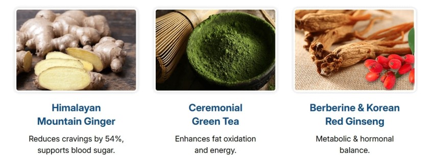 CitrusBurn ingredients: Himalayan Mountain Ginger, Kyushinobi Green Tea, and Korean Red Ginseng, helping boost energy and overcome slow metabolism after 35.