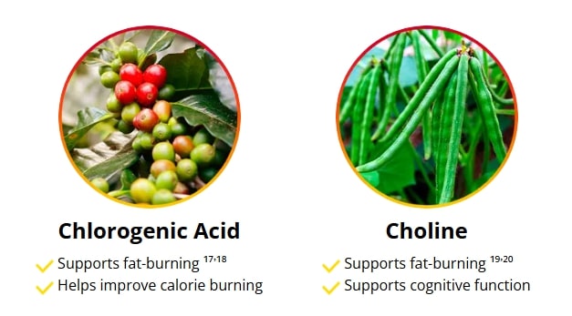 Natural dietary supplement for liver function featuring Chlorogenic Acid to support fat burning