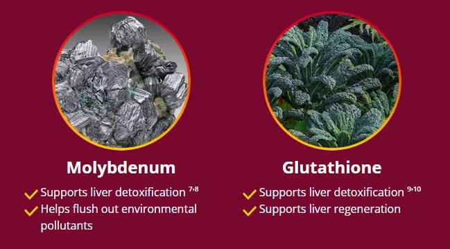 Hepatoburn dietary supplement for liver function with Molybdenum and Glutathione for environmental pollutant detox