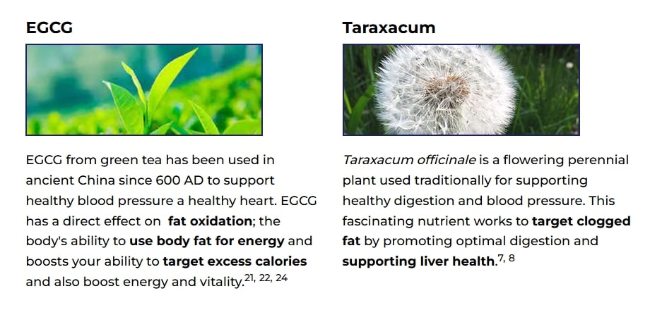 Ikaria Lean Belly Juice Review – Key natural ingredients panel showing fat metabolism–supporting plant extracts like EGCG and taraxacum