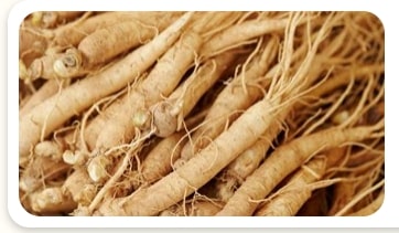 Eleuthero Root extract used in the Nagano Lean Body Tonic formula for a detailed Nagano Tonic review