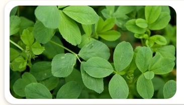 Alfalfa Leaf extract included in the Nagano Lean Body Tonic recipe for a comprehensive Nagano Tonic review.