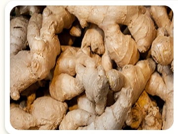 Fresh Ginger Root, a powerful digestive and metabolic ingredient in Nagano Lean Body Tonic for an expert Nagano Tonic review.