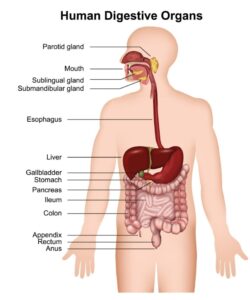 human digestive system diagram showing digestive organs