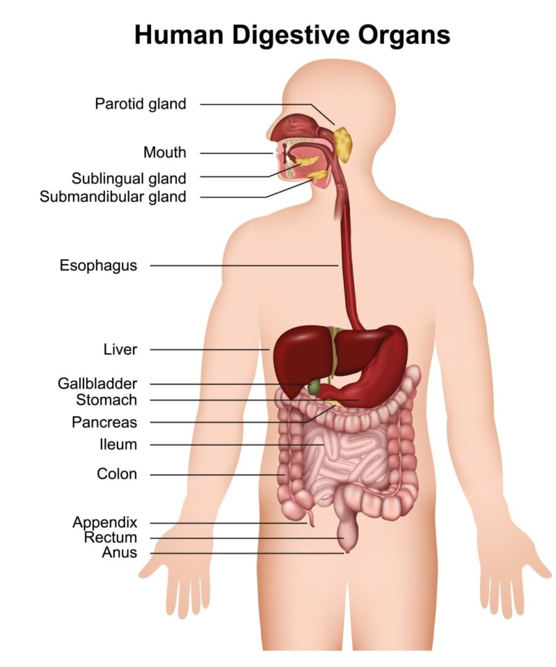 human digestive system diagram showing digestive organs