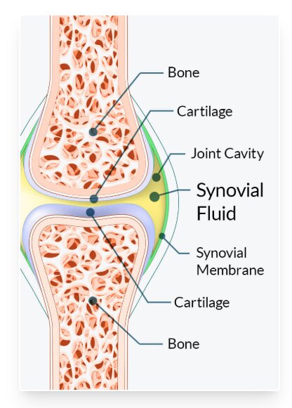 How Joint Genesis Solution restores synovial fluid for better joint health