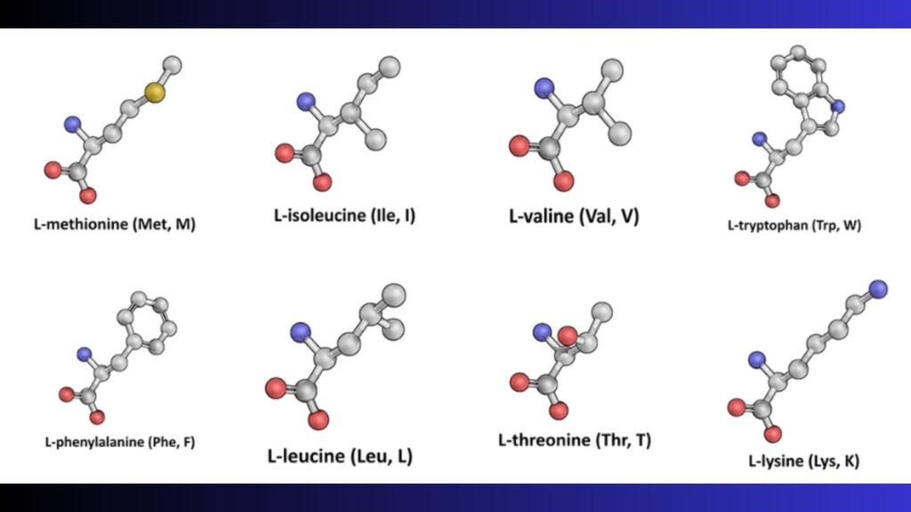 A collection of 3D molecular models representing essential amino acids found in amino acid supplements, including L-methionine, L-leucine, and L-valine.